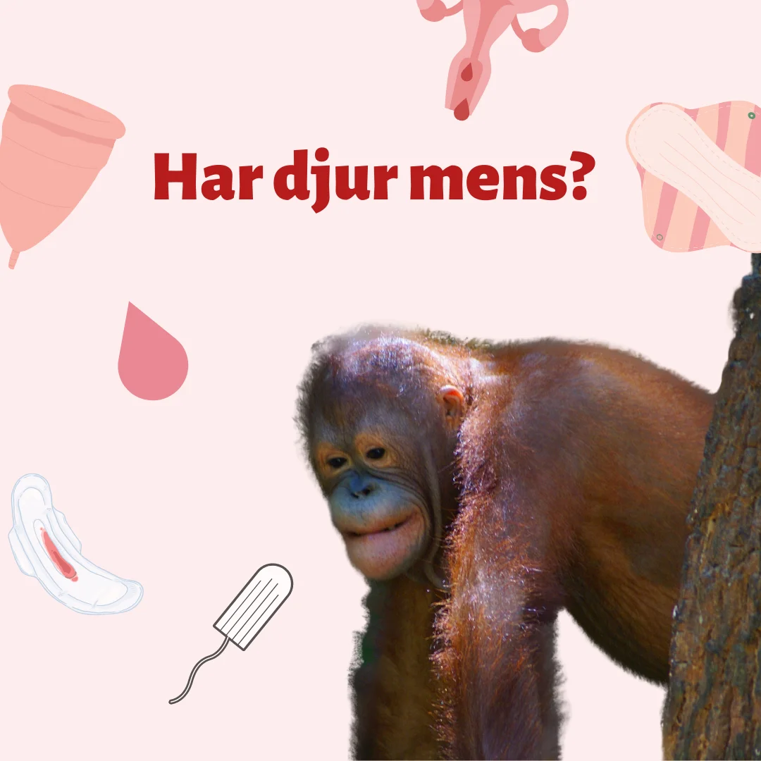 Har djur mens? Liv Livmoder listar djuren med menscykel